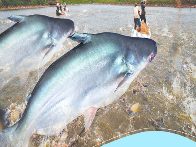 Trading and exporting frozen seafood