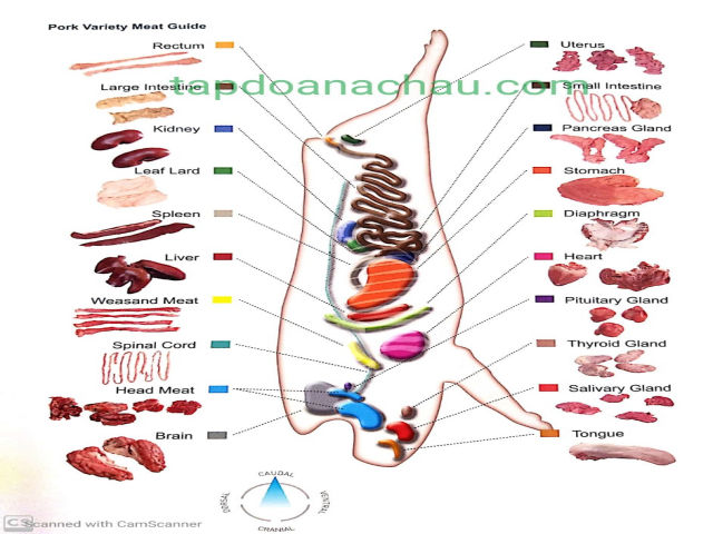 Nhập khẩu - tạm nhập tái xuất nội tạng heo đông lạnh